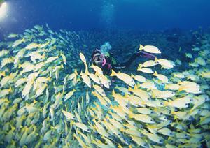東京を屋形船で観光したい人におすすめ